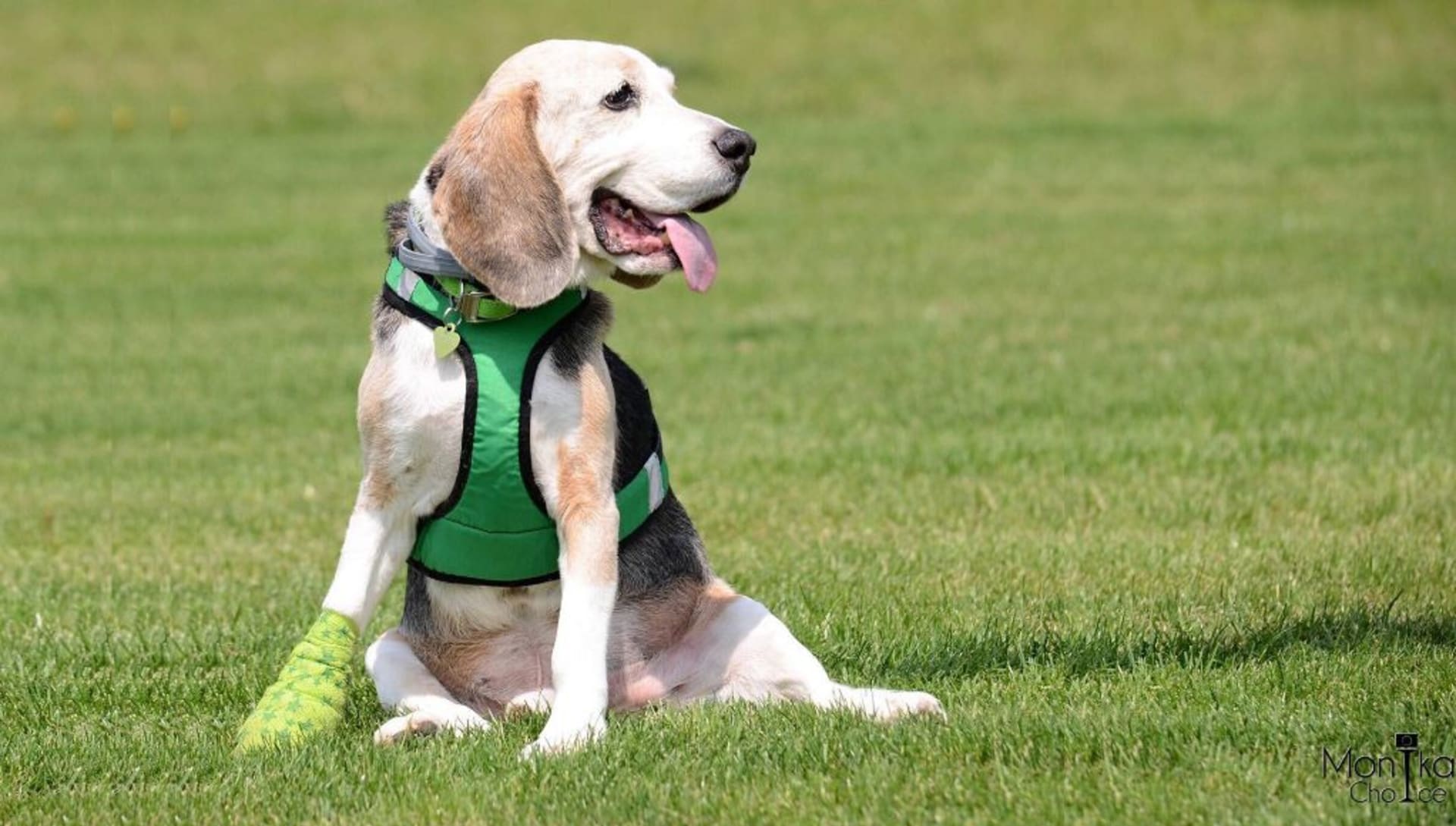 Léčbu adoptovaného Beníka pomohl majitelce zaplatit spolek Pes nejvěrnější přítel, z.s. společně s Dogsie