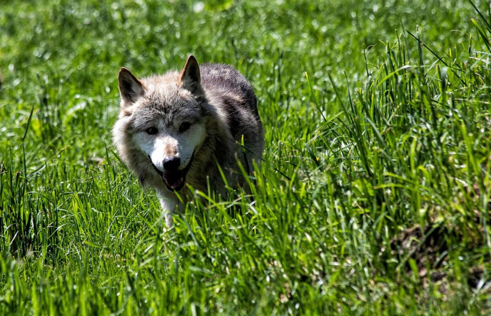 Nezabezpečené pastviny jsou vlky velkým lákadlem. Proto ochránci zvířat