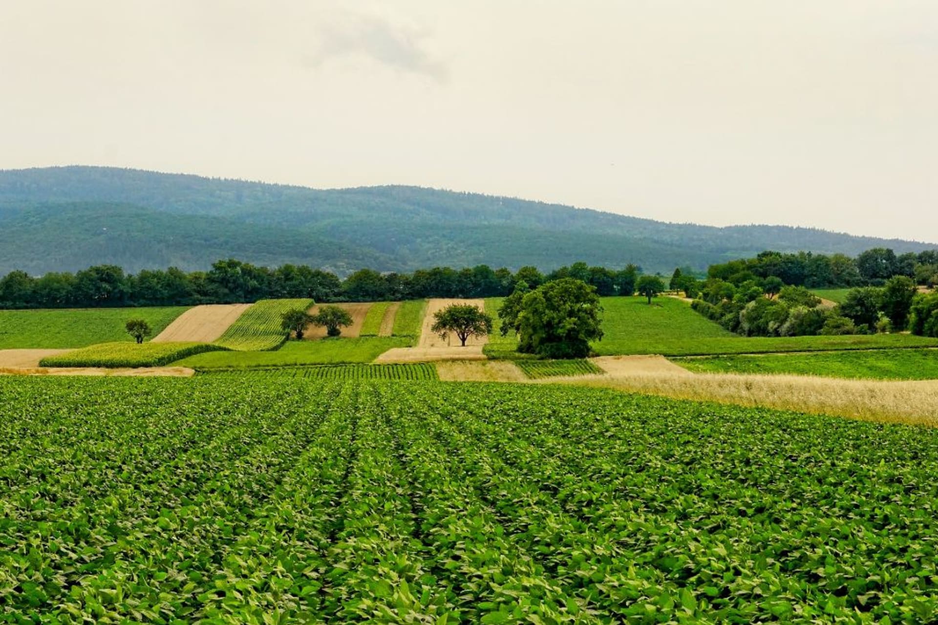 Menší a členitá pole, remízky, meze - to je nedílná součást ekologického zemědělství.
