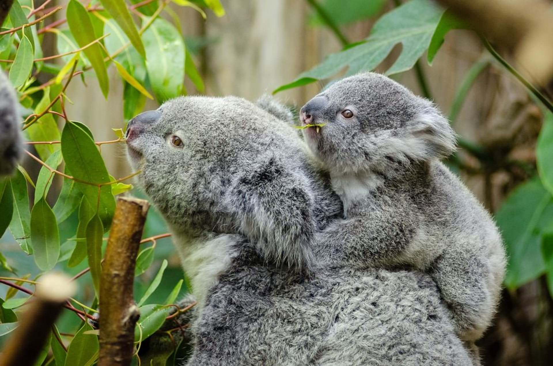 Jednotlivé populace medvídků koala se nacházejí v posledních několika oblastech, které nejsou propojeny. Proto jim hrozí, že si nenajdou vhodného partnera.