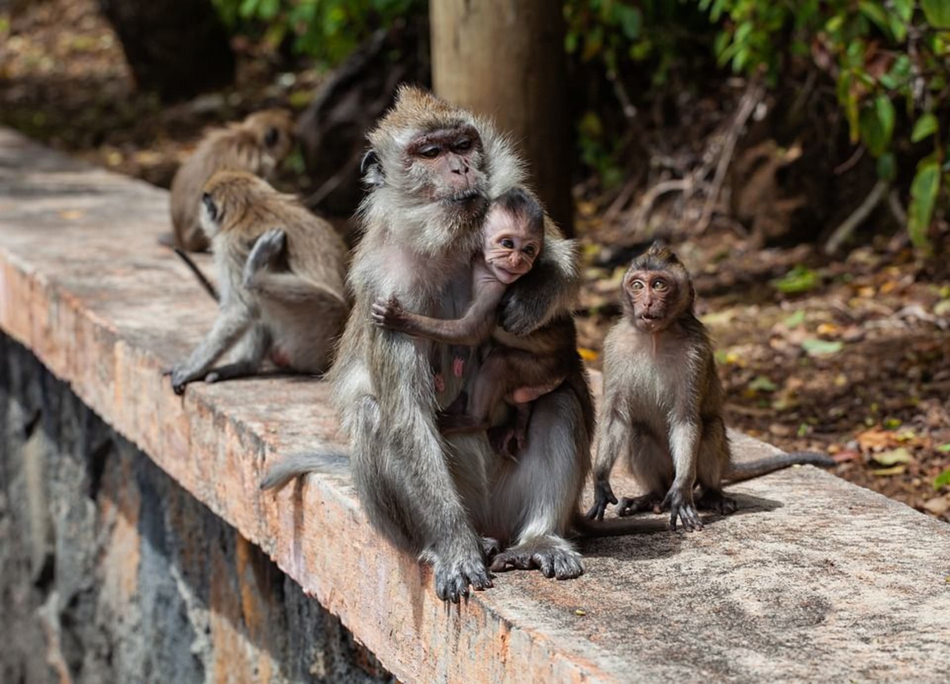 Malí makakové vyrůstají jen ve skupině matek. Otce nikdy nepoznají. I přesto poznají své příbuzné z jeho strany.