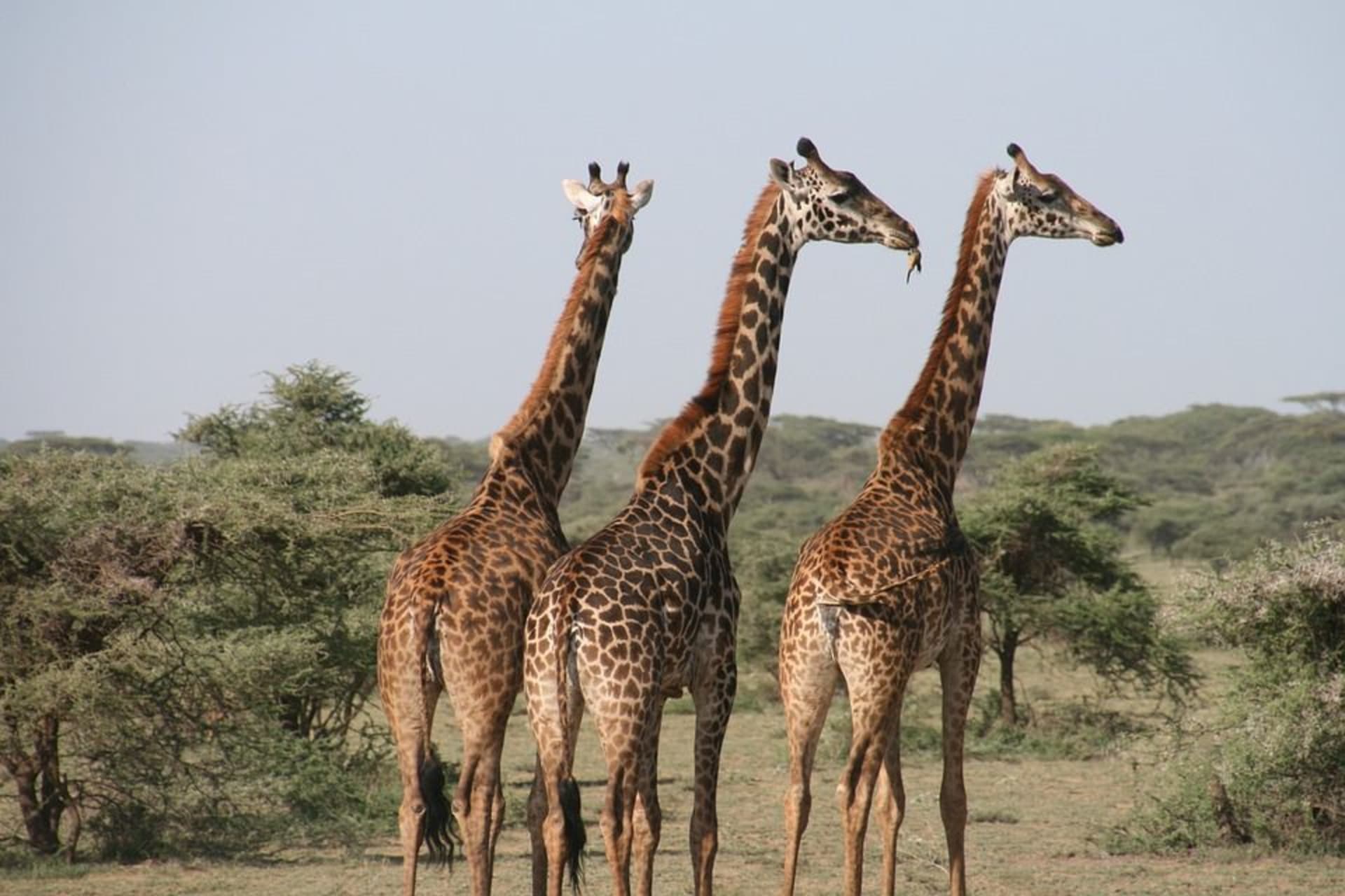 V sedmi státech žirafy již vyhynuly. Naše děti je zřejmě budou znát jen z vyprávění.
