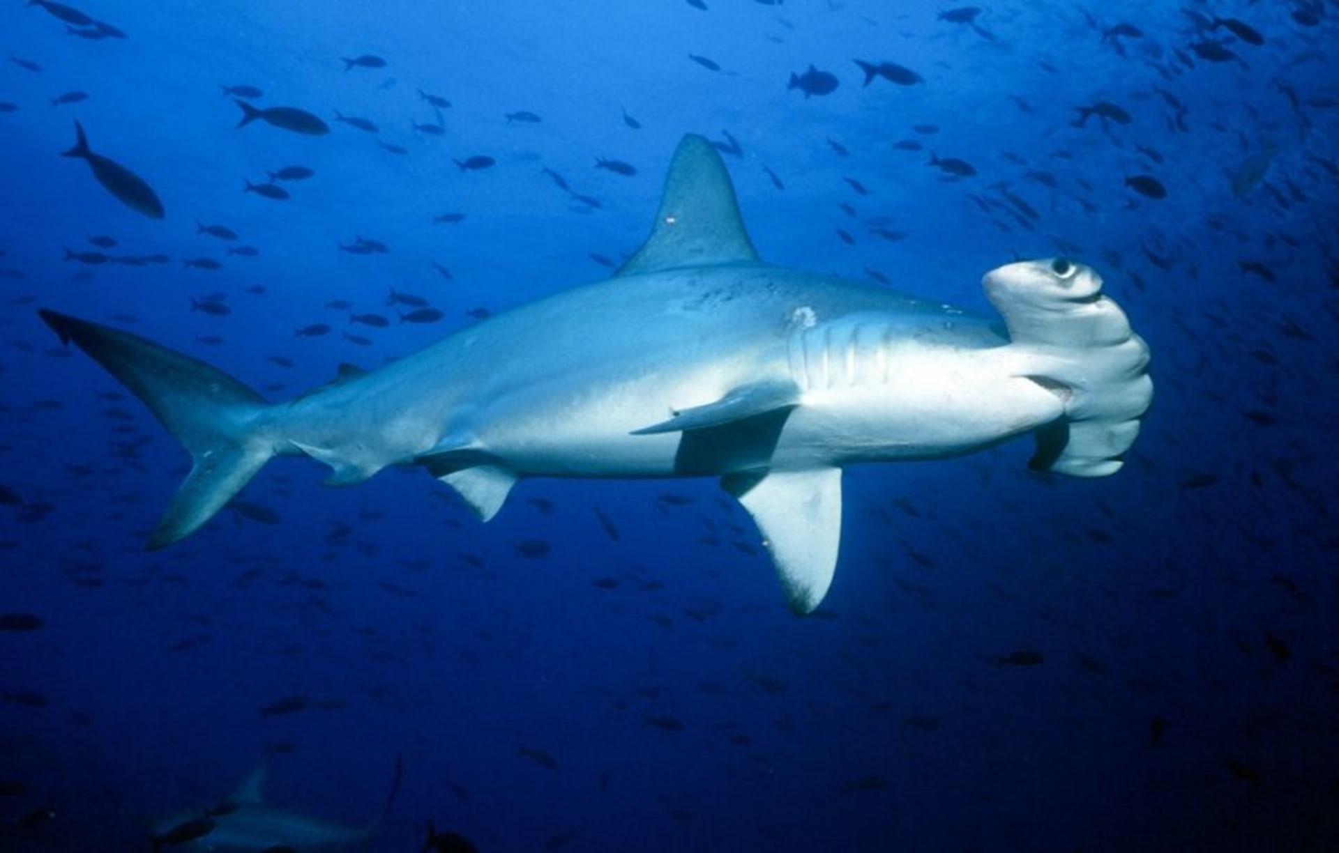 Mezi nejohroženější druhy žraloků patří kladivoun bronzový.