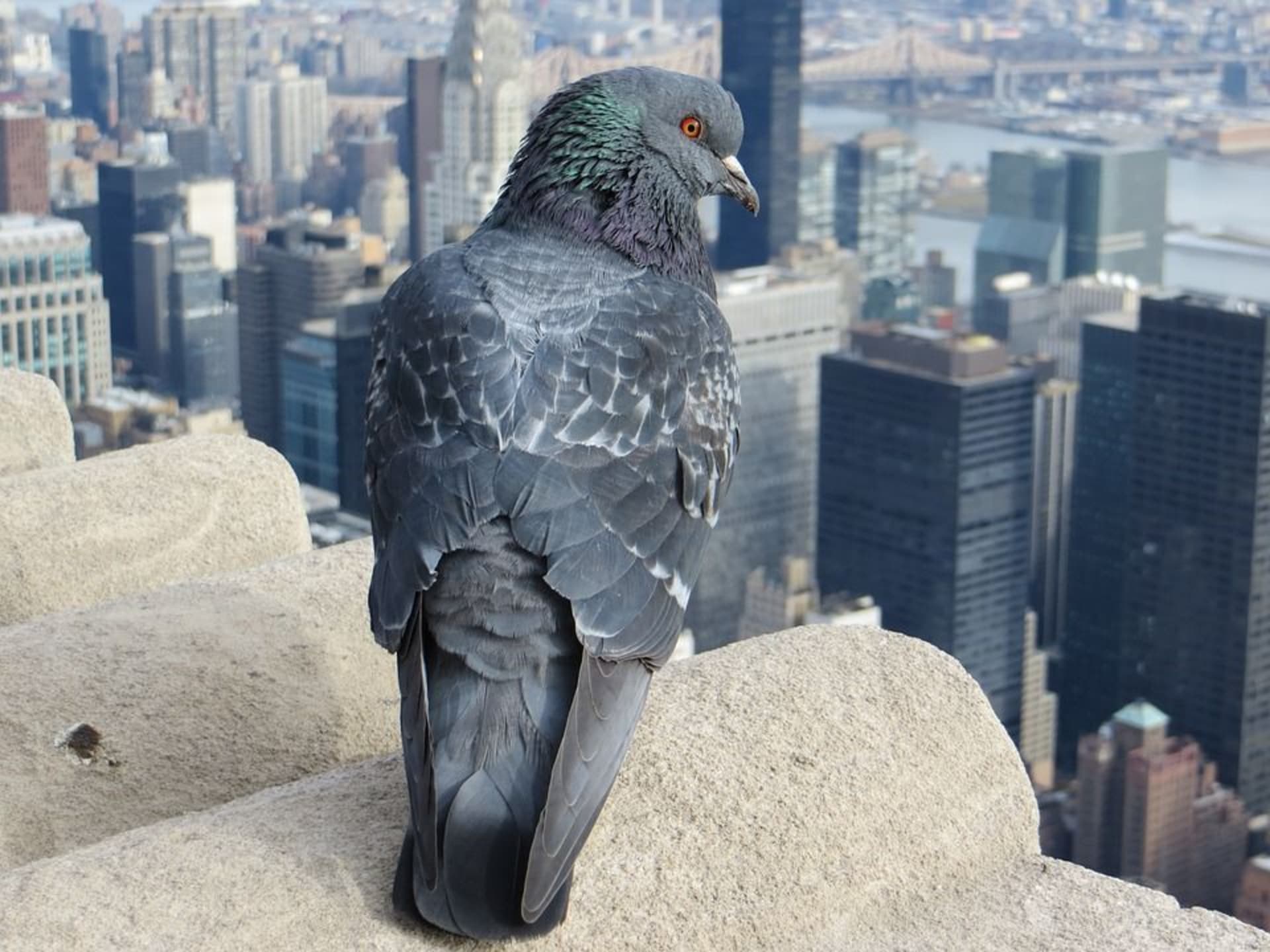 S holuby se potkáváme nejčastěji ve městech, kde je považujeme za škůdce. Mohou za to ale jen naše špatné návyky - ve městech holubi přežívají jen díky nám.