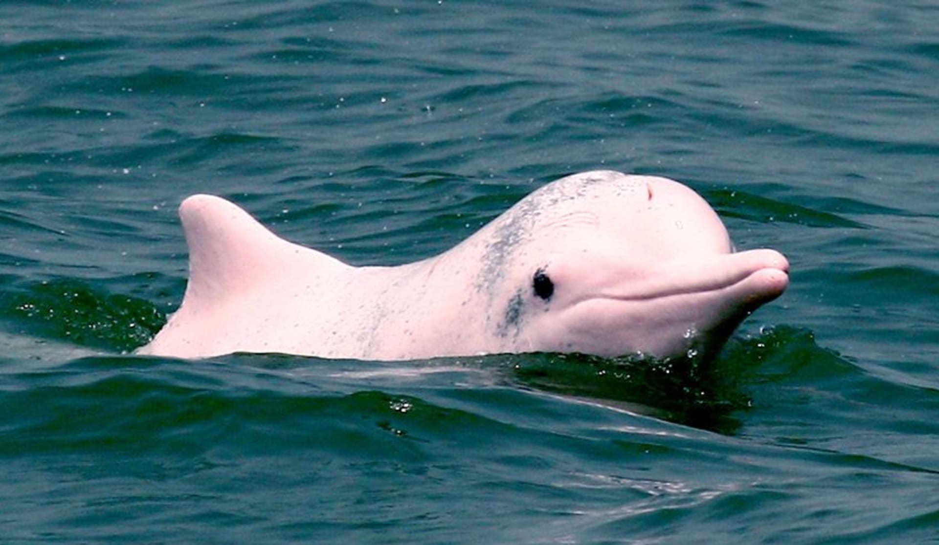 Delfíni indočínští během života několikrát změní svou barvu. V dětství jsou černí, v mládí růžoví a s přibývajícím věkem šednou.
