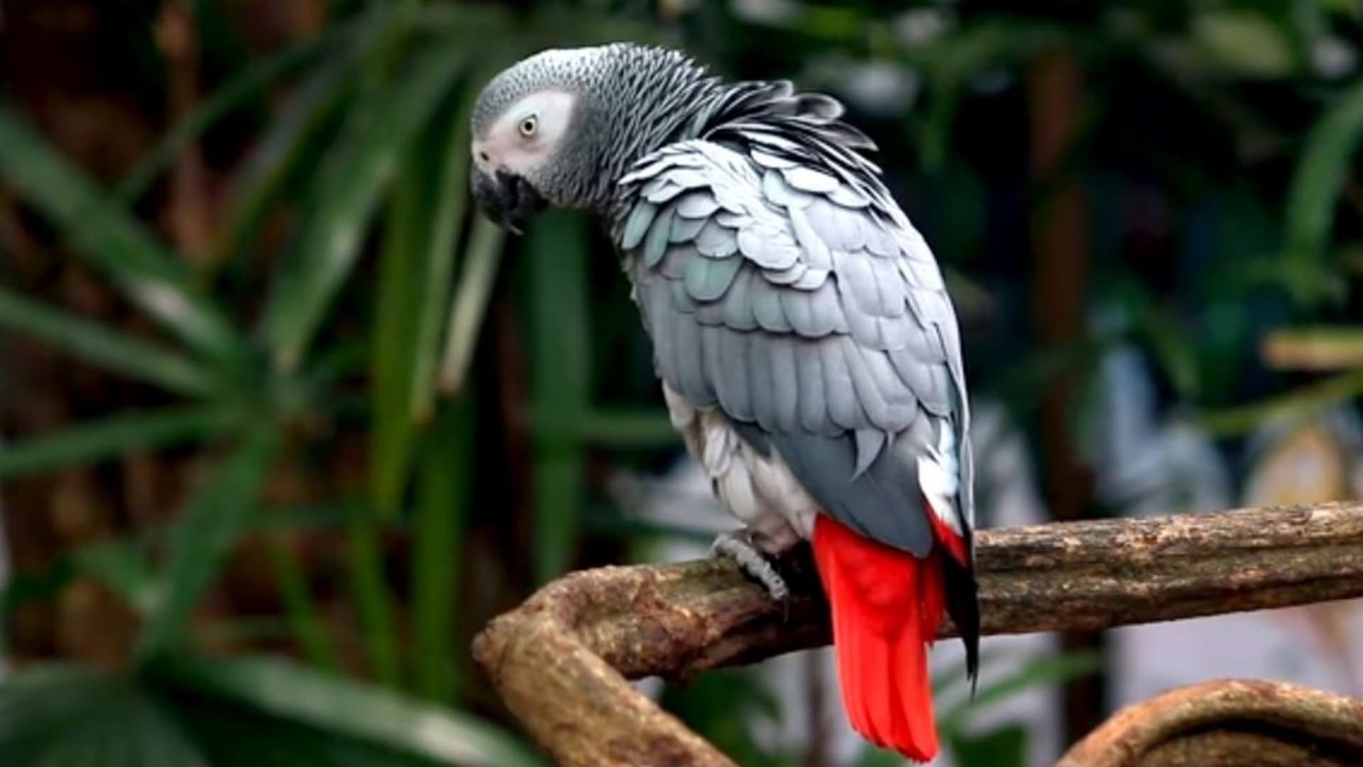 Papoušci šedí patří mezi ohrožené druhy spadající pod CITES.