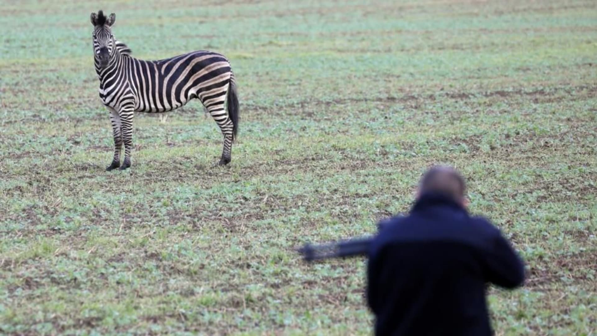 Zebra na poli pár okamžiků před zastřelením.