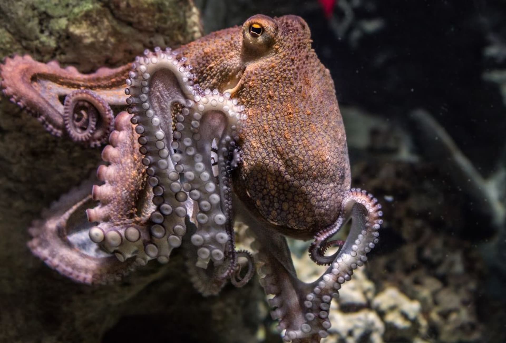 Chobotnice jsou podivuhodná a obdivuhodná stvoření. 