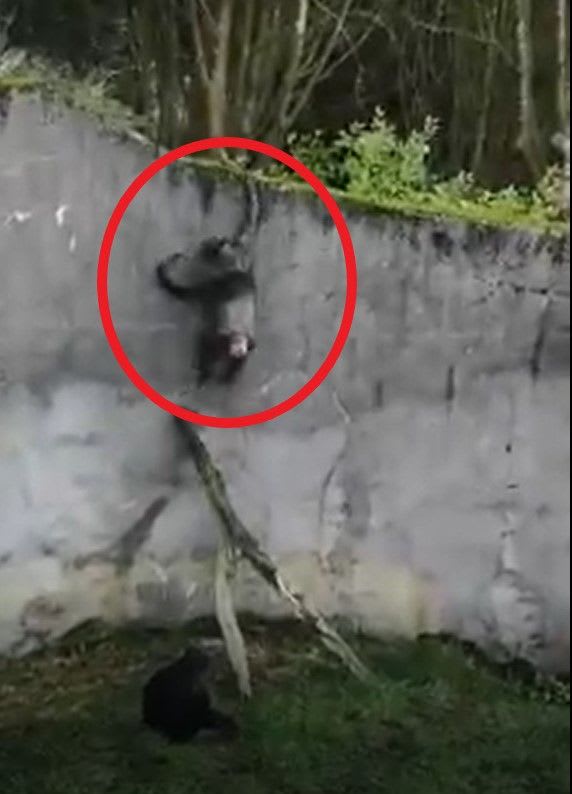 Několik šimpanzů se dostalo na zeď výběhu.