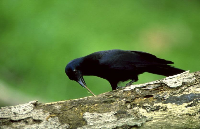 Krkavcovití jako tato vrána novkaledonská jsou mistry v používání a výrobě nástrojů.