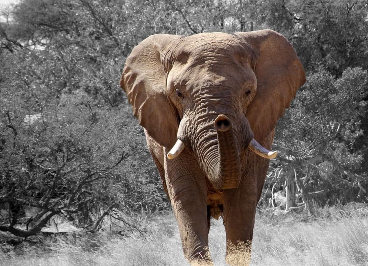 Počet slonů afrických byl při sčítání v roce 2014 stanoven na sedm set tisíc jedinců.