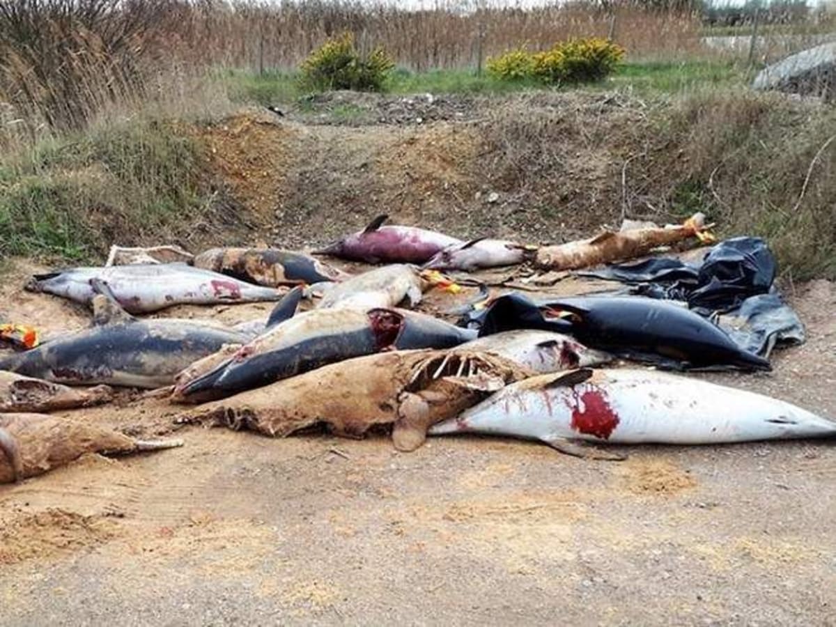 Pláž plná uhynulých a zmrzačených delfínů.