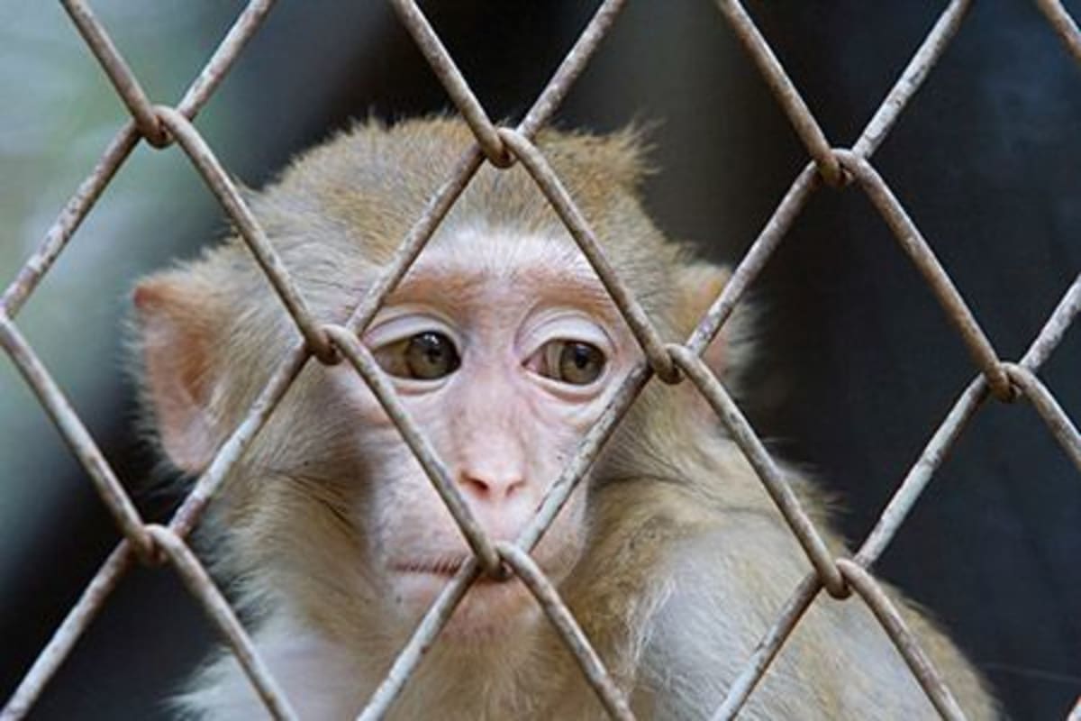 Aktivisté čtyři měsíce v utajení natáčeli provoz ve vivisekční laboratoři.