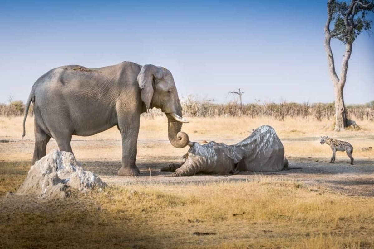 "Sloní samice pomalu a procítěně otočila svůj chobot okolo klu mrtvého slona. V této pozici zůstala několik hodin."