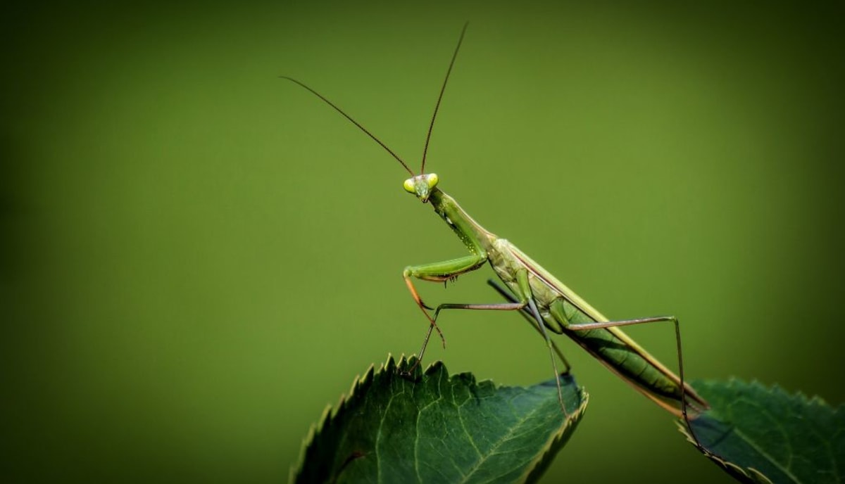 Hmyz je nepostradatelnou součástí života na Zemi.
