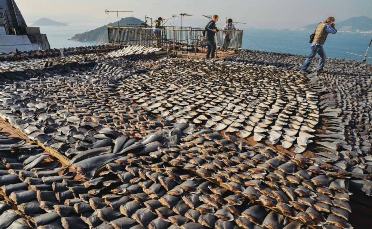 Jen do Kanady je každý rok dovezeno téměř 150 tisíc kilogramů žraločích ploutví. S tím je teď konec.