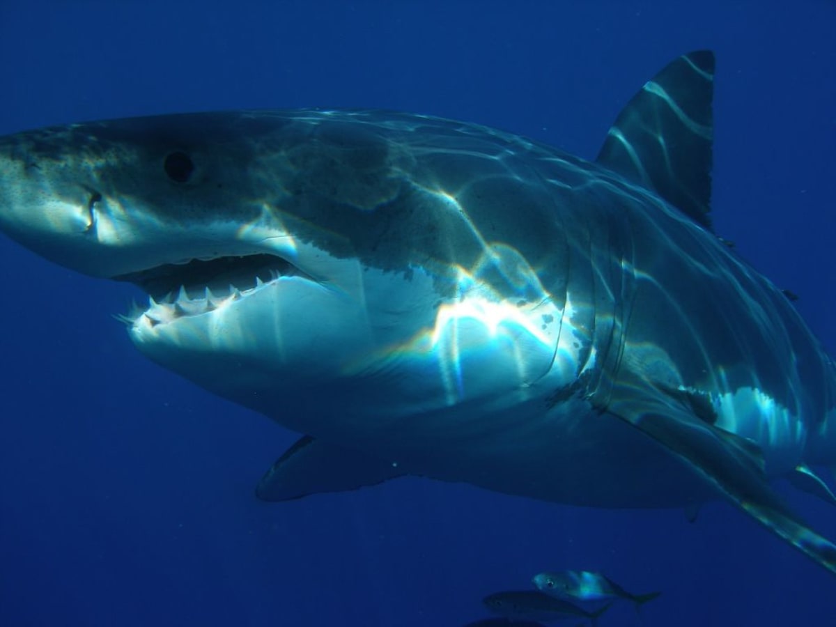 Velký bílý žralok se objevuje už ve středním miocénu. Teď má kvůli lidem na kahánku.