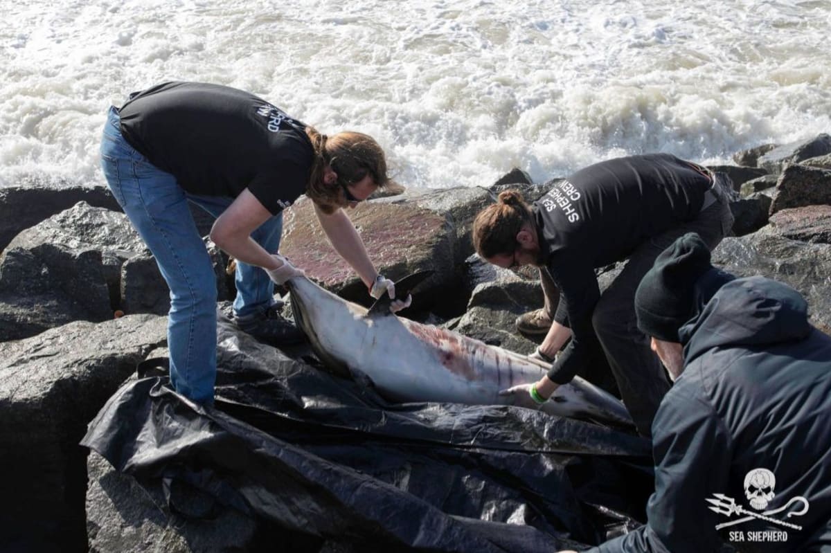 Dobrovolníci odnášejí jednoho z vyplavených uhynulých delfínů.
