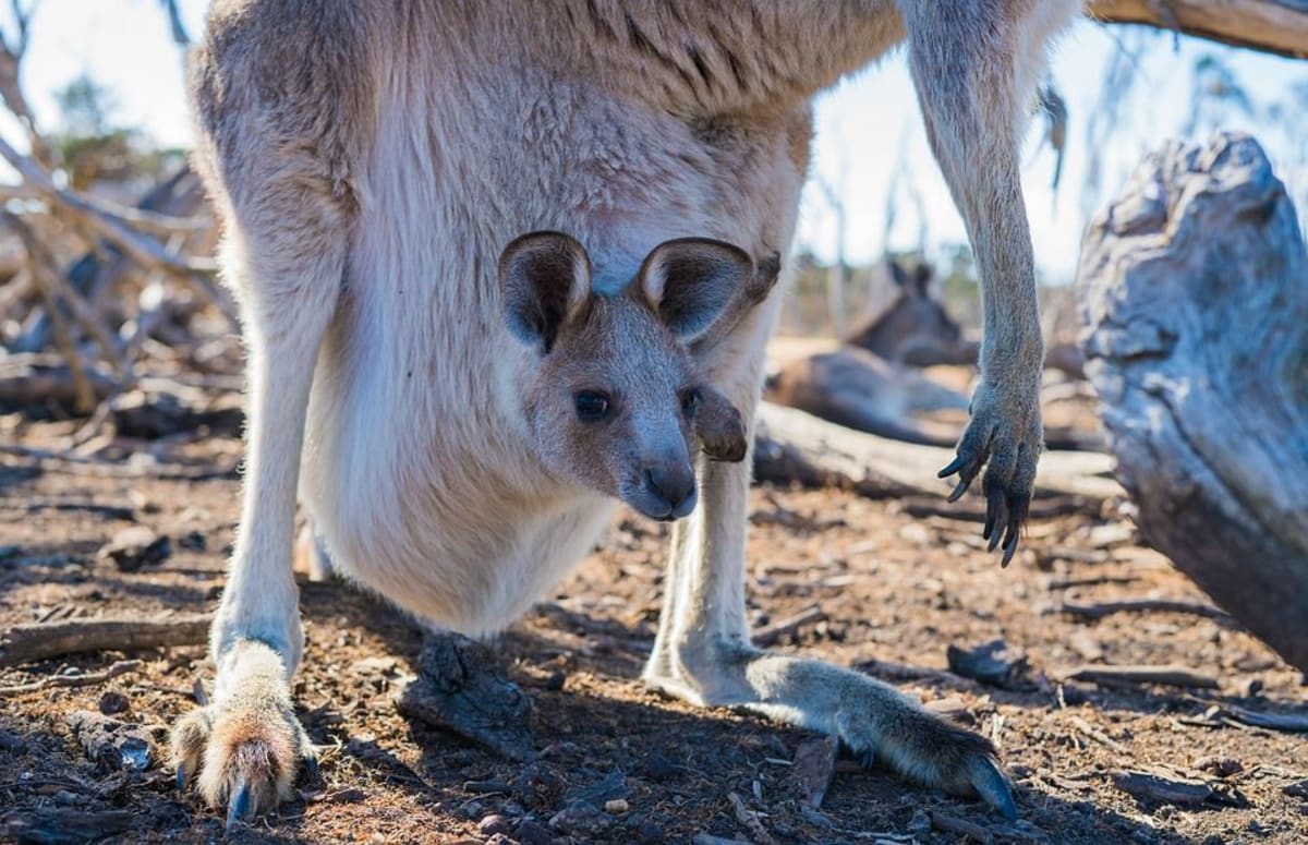 Kdysi ikonické zvíře Austrálie dnes mnoho Australanů považuje za škodnou.