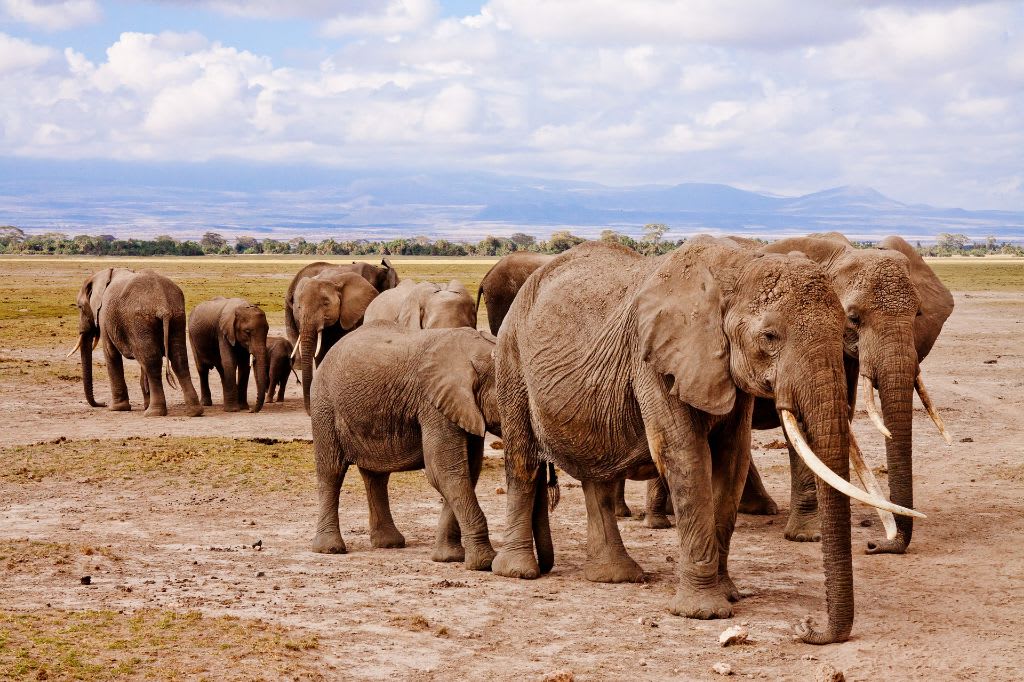 Sloni žijí ve stádech, kontakt s ostatními je pro ně velmi důležitý.