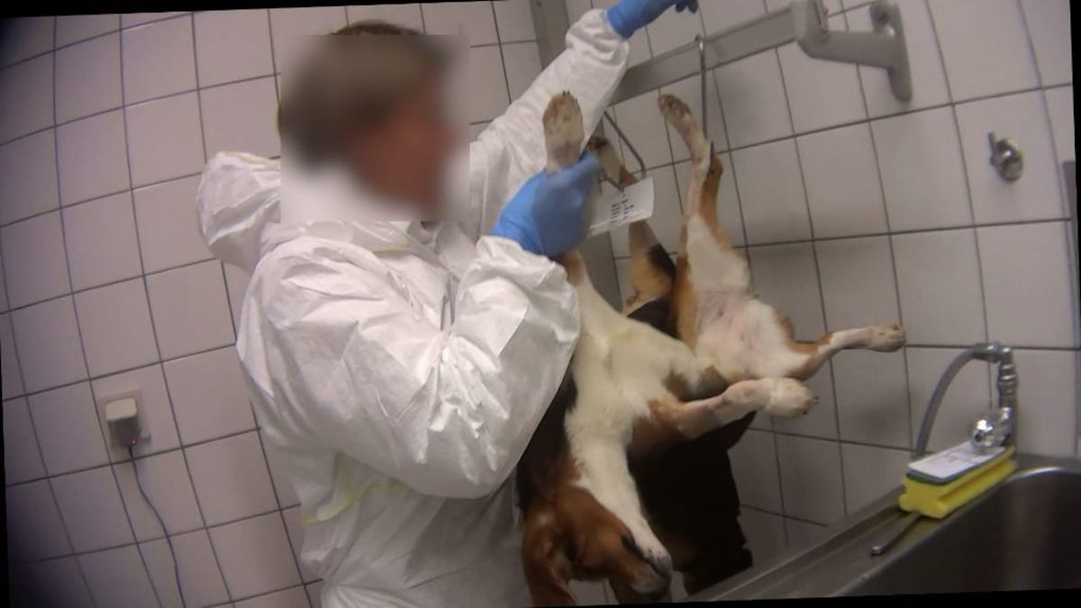 Zaměstnanci laboratoře nejsou řádně vyškoleni k péči o zvířata.