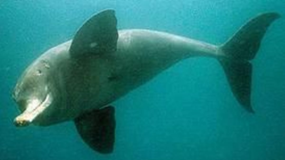 Delfínovec ganžský patří mezi obligátní obyvatele sladkých vod.