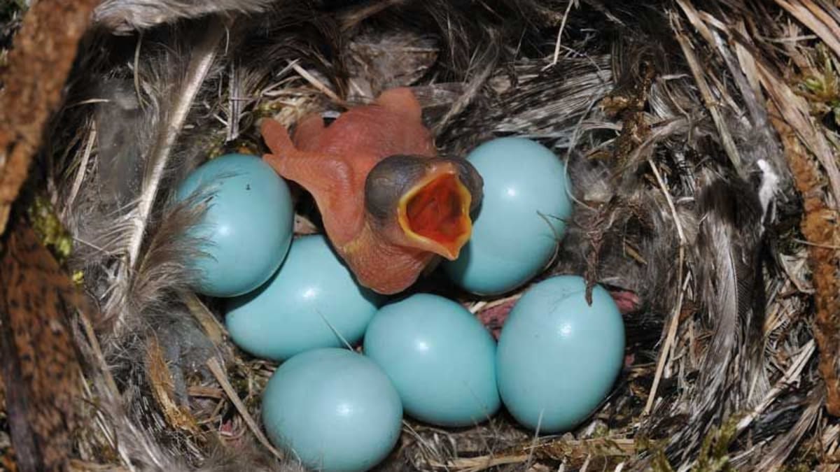 Kukaččí vejce mezi ostatními nepoznají ani hostitelé.