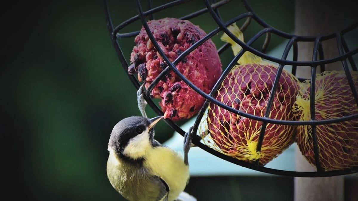 Podle inovativnosti při získávání potravy se měří inteligence ptáků.