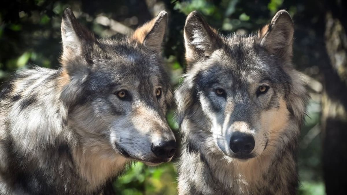 V Yellowstonském národním pomohl návrat vlků obnovit krajinu. U nás část myslivců volá po jejich vybití.