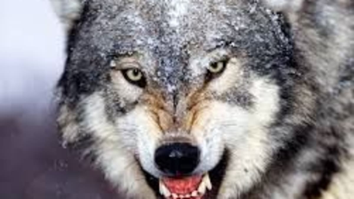 Nebojácnost a dravost - dvě vlastnosti, kterých si Srbové u vlků cení nejvíce.