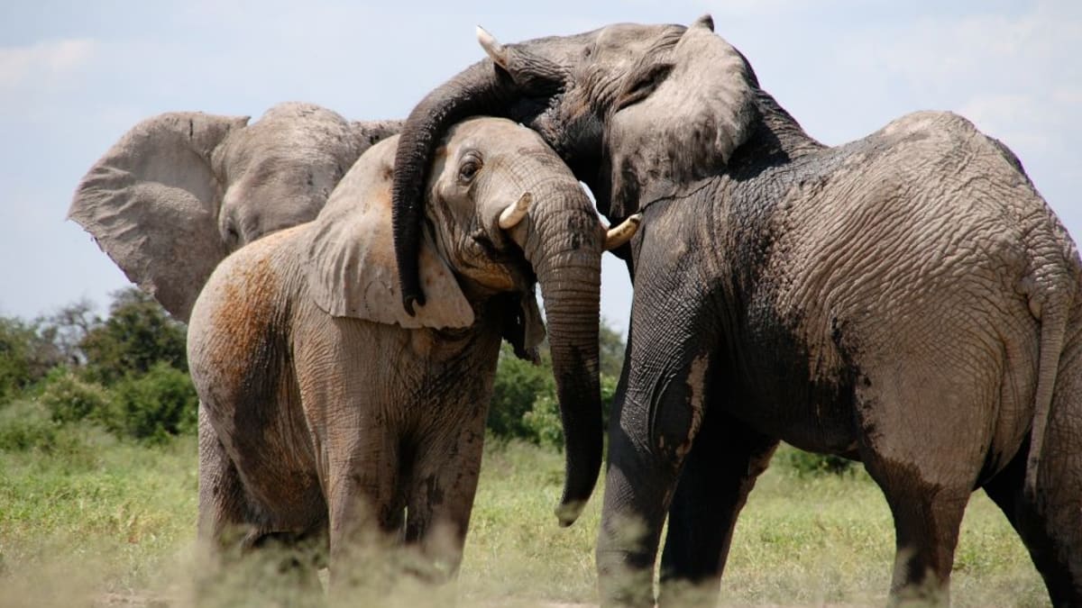 Sloni mají velmi dobře vyvinuté sociální a emocionální cítění. Oddělením od stáda trpí.