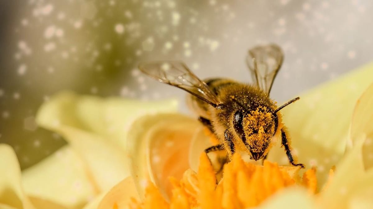 Včely jsou jasným příkladem toho, že víc hlav víc ví.