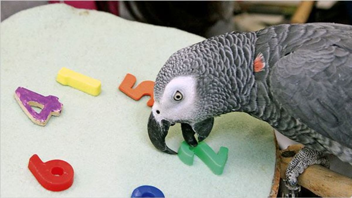 Papoušek Alex patří mezi průkopníky znalostí o inteligenci u papoušků.