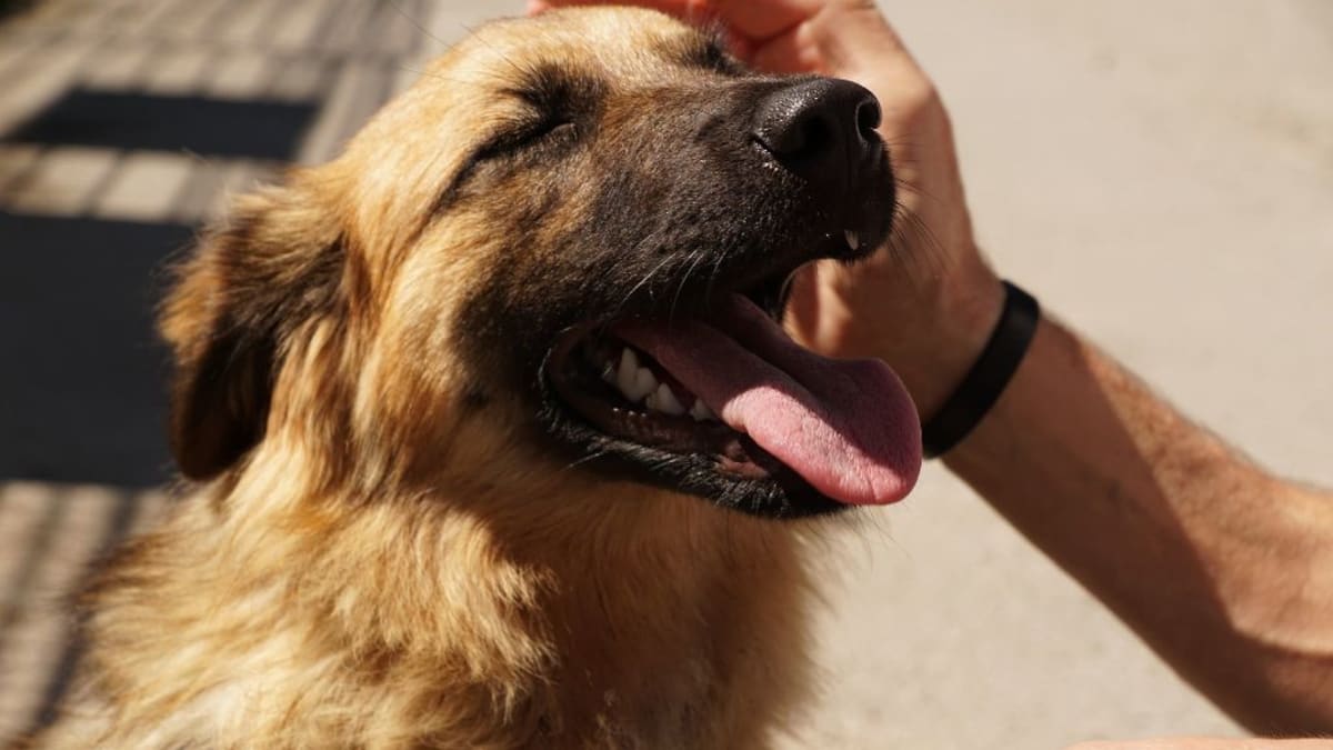 Až milion psů z holandských ulic našlo nový domov.