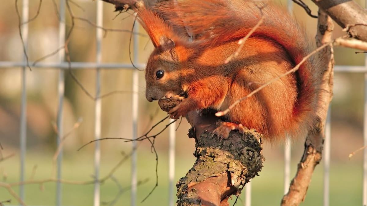 Veverky se často dostávají do záchranných stanic. Ať už jako osiřelá mláďata nebo kvůli zranění od lidí.
