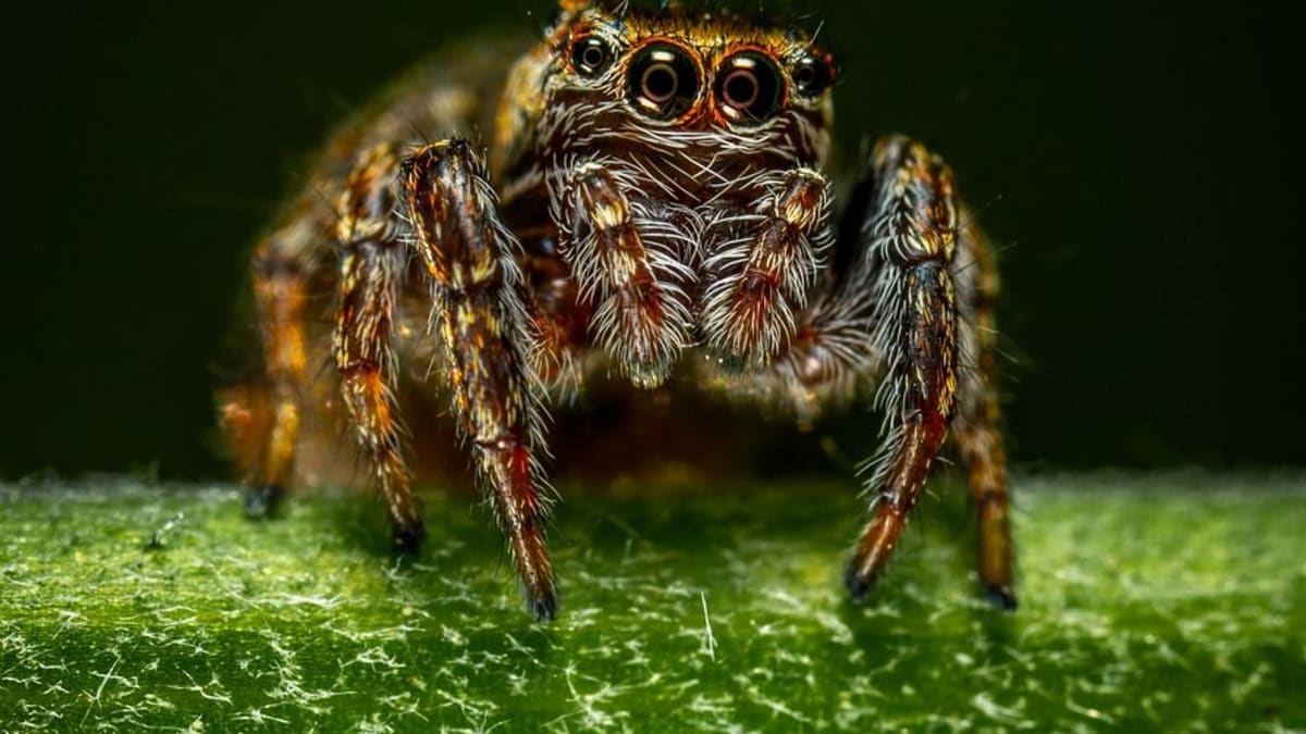Pavoukům nic neunikne. Nejen kvůli jejich osmi očím, ale i skvělému "sluchu".
