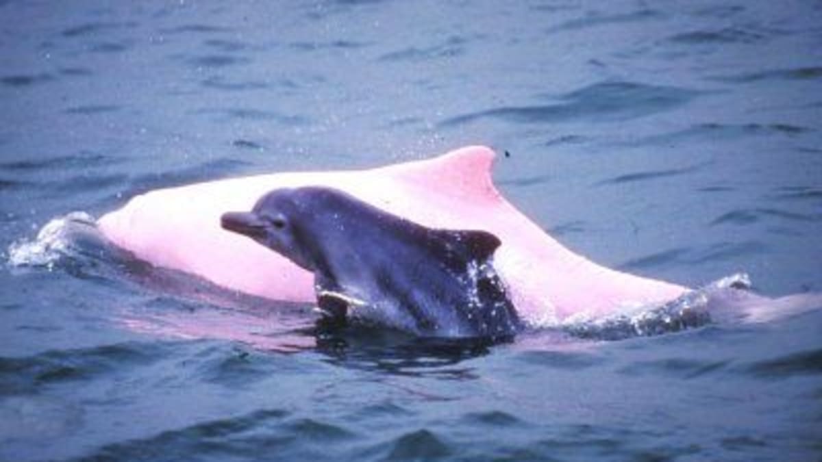 Pokud se populace delfínů indočínských nedokáže obnovit sama, vyhyne. Jednotlivé populace tohoto druhu se totiž vzájemně mezi sebou nekříží.