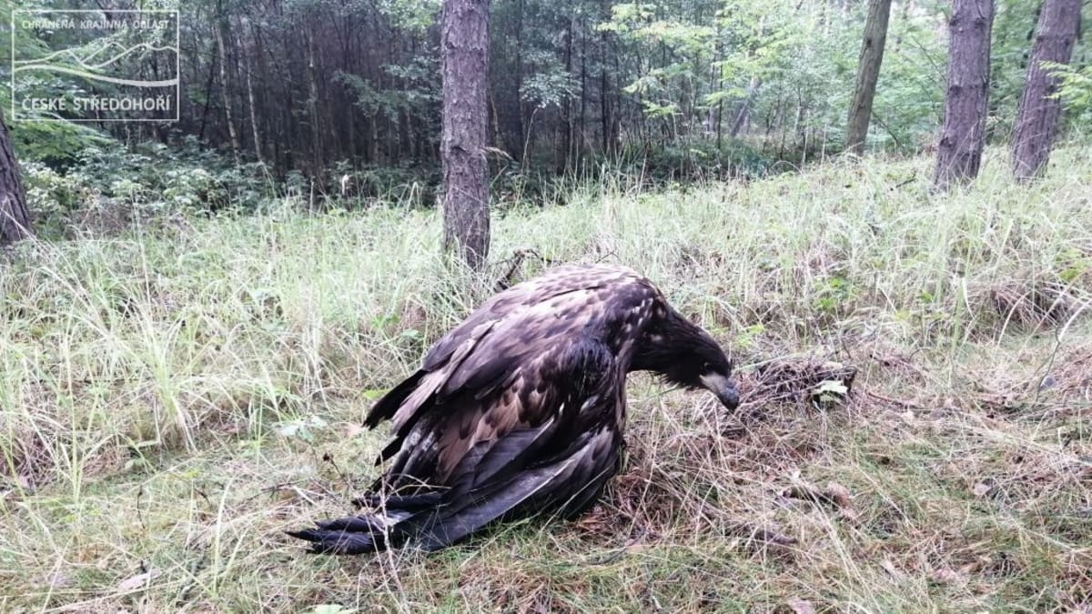Zraněného orla mořského našli houbaři. Trpěl několik dní.