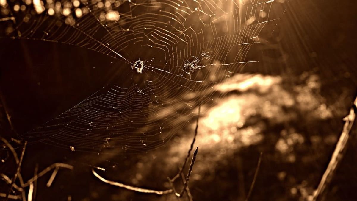 Pavoučí hedvábí, ze kterého pavouci své sítě vyrábí, jsou pevnější než jakýkoliv materiál vyrobený lidmi.
