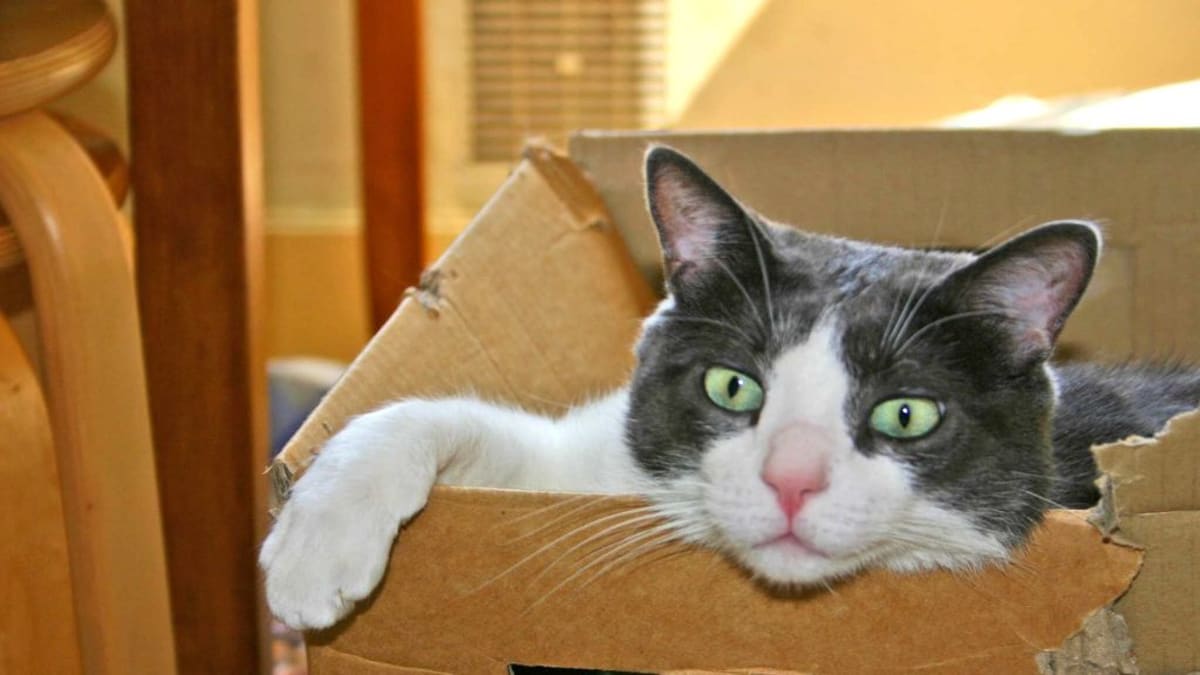 Čím víc krabic, tím víc spokojených koček.