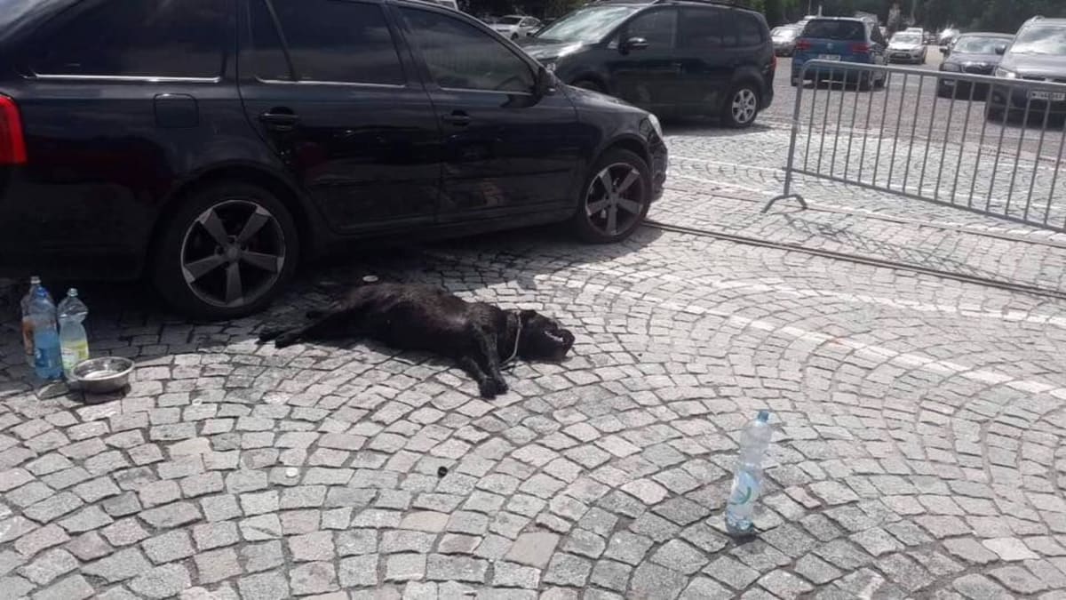 Dva psi nalezeni v rozpáleném autě v Brně, černá labradorka nepřežila. Majitelka se dopustila trestného činnu týrání zvířat