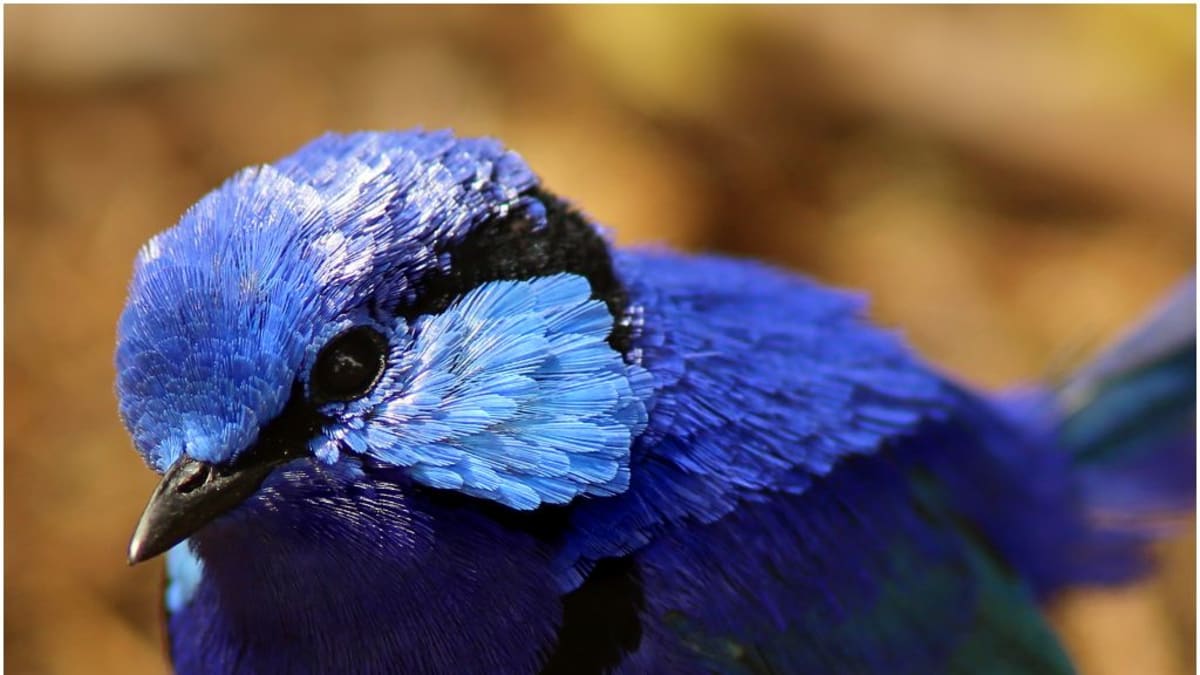 Modropláštník modrofialový
