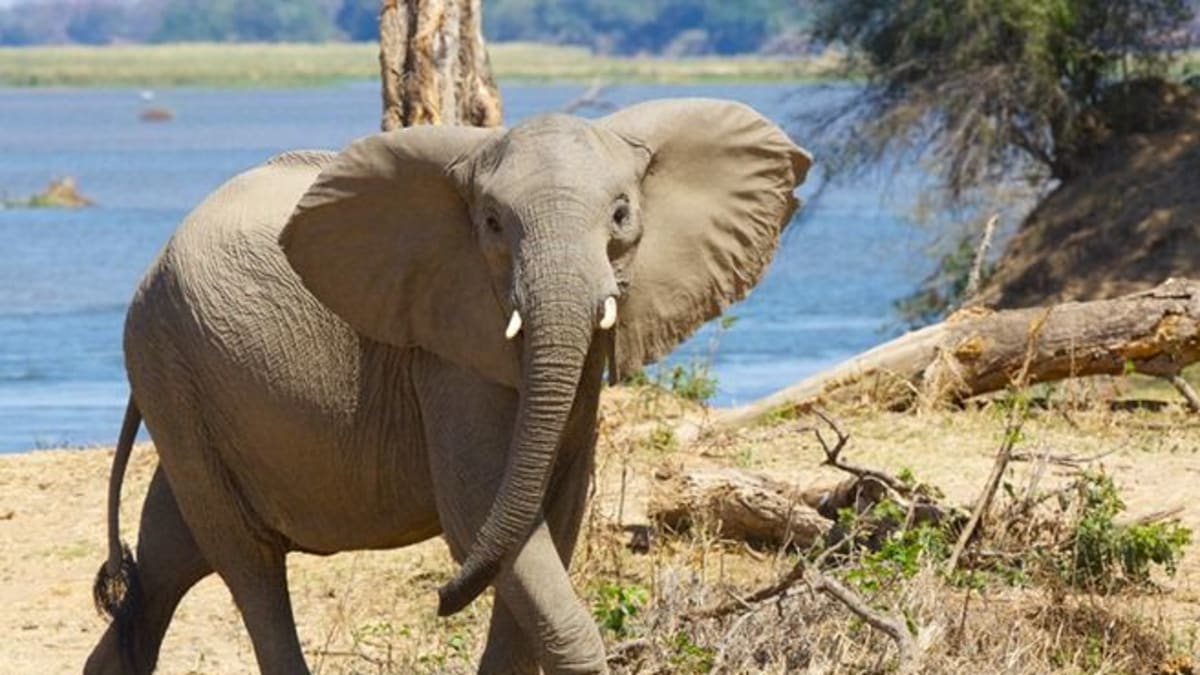 Po desetiletích intenzivního lovu a pytlačení slonů s velkými kly se rodí nové generace s malými (či žádnými) kly.
