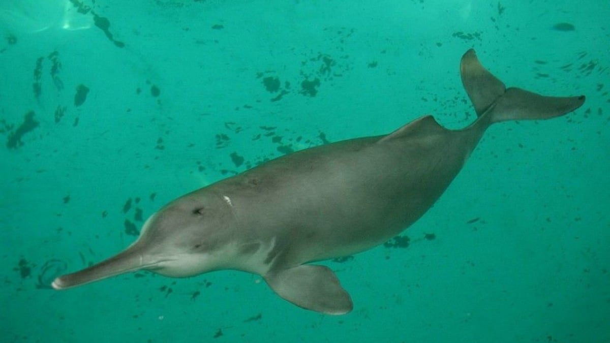 Delfínovec je symbolem Indie.