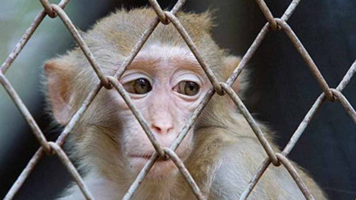 Aktivisté čtyři měsíce v utajení natáčeli provoz ve vivisekční laboratoři.