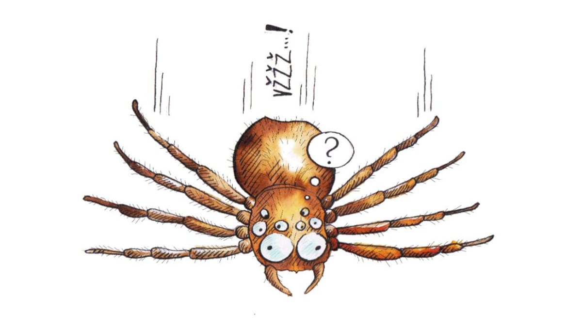 Jak se z malého pavoučka stane obluda na steroidech??