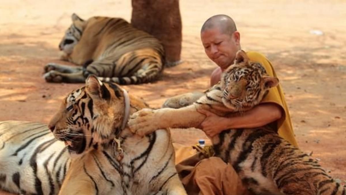 Tygři byli v chrámu připoutáni a pod vlivem sedativ byli předváděni turistům.