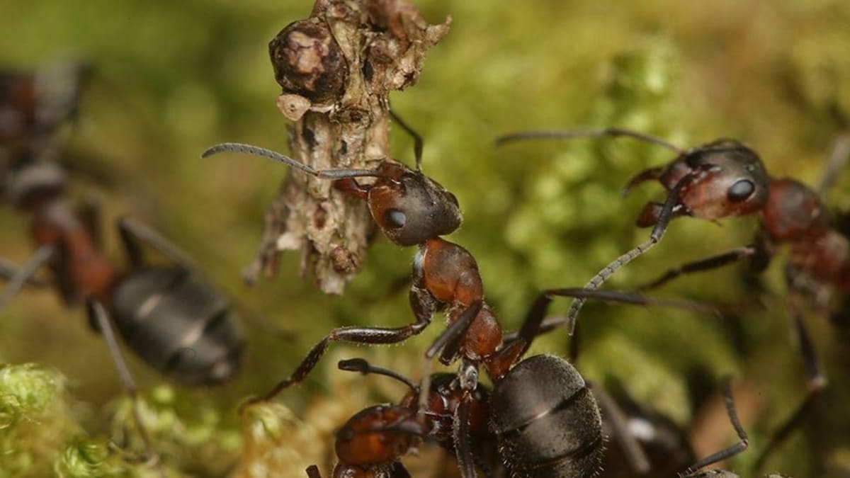 Tento mravenec měří přibližně 10 mm, ale dokáže uzvednout několikanásobek své váhy.
