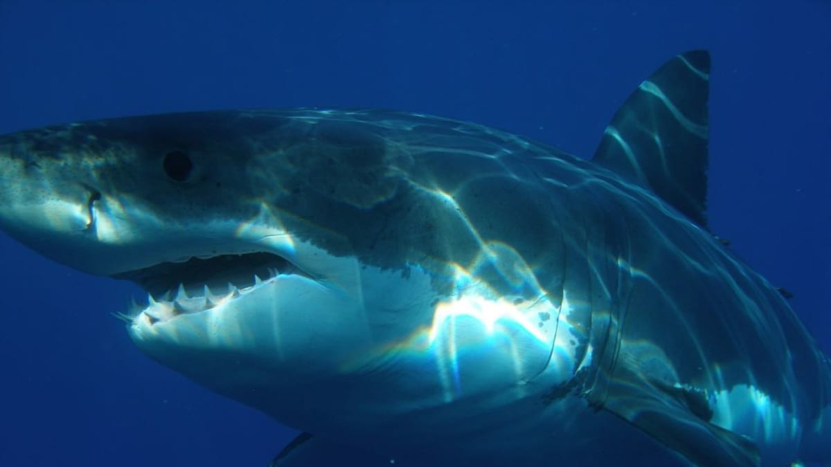 Velký bílý žralok se objevuje už ve středním miocénu. Teď má kvůli lidem na kahánku.