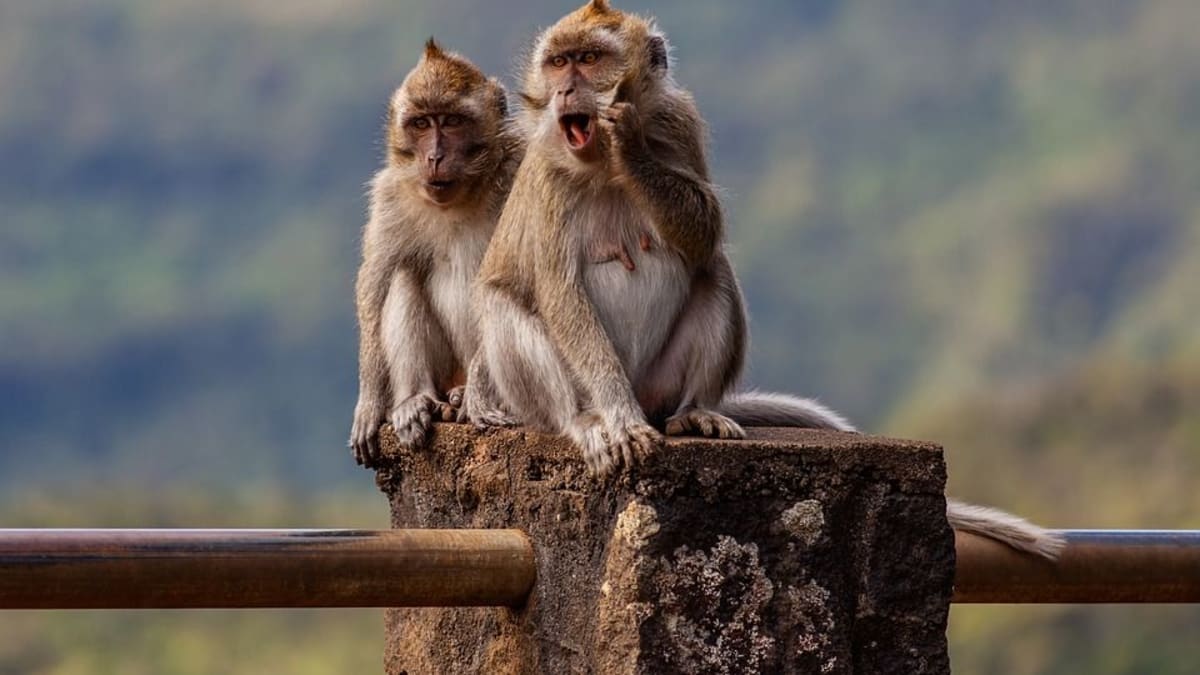 Své inteligence makakové často využívají i k tomu, aby od lidí vyloudili jídlo.